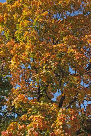 Mapleの写真素材