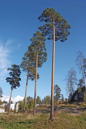 Pineの写真素材