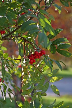 Rowan の写真素材