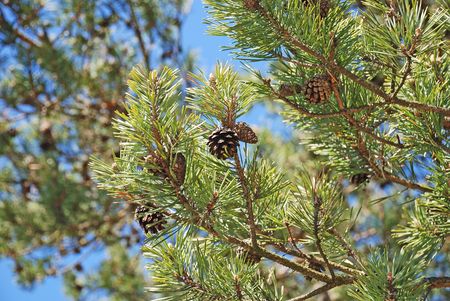 Pineの写真素材