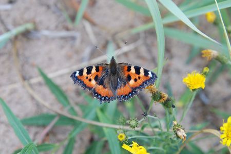 Nature. Butterflyの写真素材