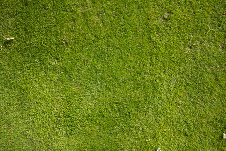 Realistic green grass, surface, top view. Empty space, design element. Background material or textureの写真素材