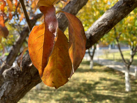 Autumn background landscape. Yellow color tree, red orange. Fall nature tree leavesの写真素材