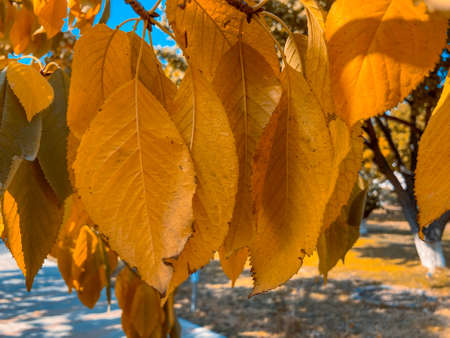 Autumn background landscape. Yellow color tree, red orange. Fall nature tree leavesの写真素材