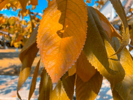 Autumn background landscape. Yellow color tree, red orange. Fall nature tree leavesの写真素材