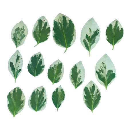 Isolated leaves. Collection of multicolored fallen autumn leaves isolated on white backgroundの写真素材