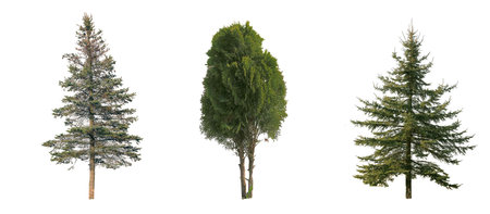 Collection of pine trees, a Christmas tree isolated on a white backgroundの写真素材
