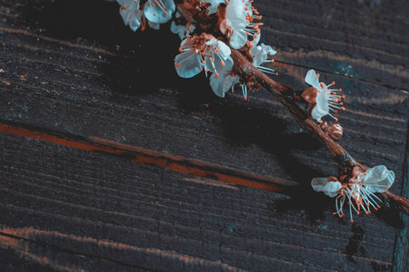 Apricot tree branch on wooden board. spring and easter background