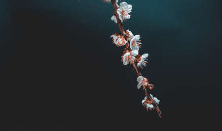 Apricot tree branch on black background. spring and easter background
