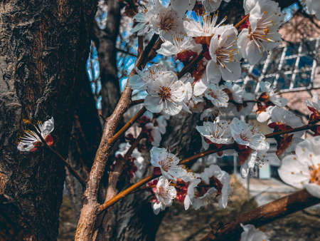 spring bloom. Apricot tree branch and apricot flowers bloomingの写真素材