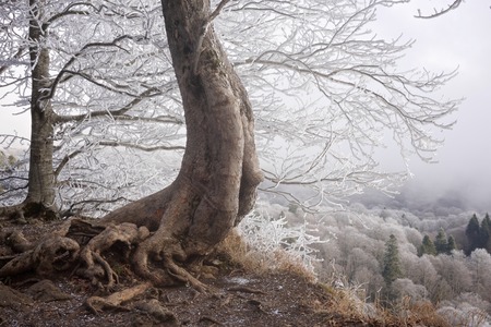 tree above the cliffの写真素材