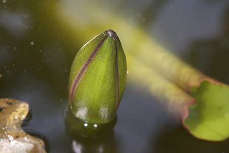 Newborn lotus. Lotus bud in water. Natural surroundingの写真素材