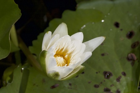 White lotus flower. Newly blossomed flower in waterの写真素材