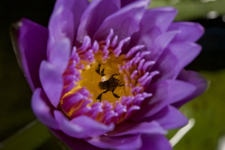 Beetle in flower. Little bug pollinate tropical flowerの写真素材