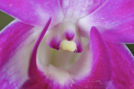 Dendrobium center. Central part of an orchid plantの写真素材