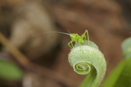 Green grasshopper. Before the jump. Spring blossoming.の写真素材