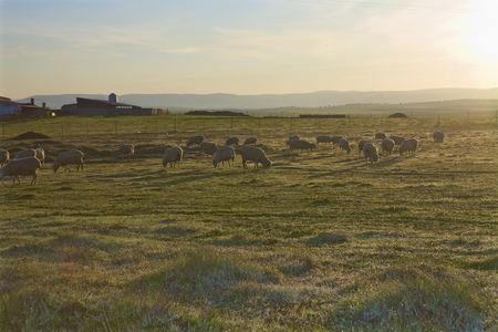 Sunrise sheep. Early morning field with seep on it.の写真素材