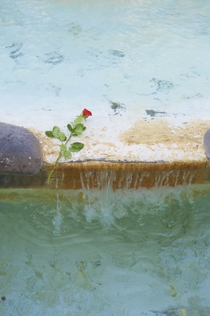 Rose in the water. Trivoli fountain water with rose