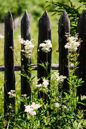Weed against the old wooden fenceの写真素材