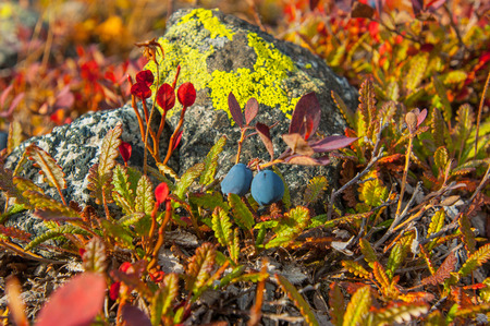 Two black berries blueberry cold embracing waiting.の写真素材
