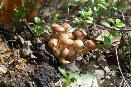 Honey fungus growing on a family friendly old brown stump substituting his hat kind and gentle sun.の写真素材