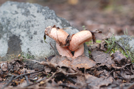 Two mushroom growing volnushki embracing near the old gray stoneの写真素材