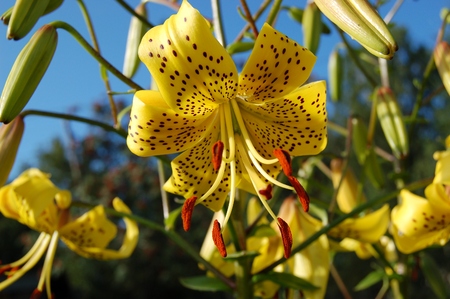 Yellow Lily on blue sky background.の写真素材