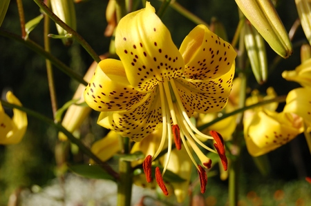 Yellow Lily.の写真素材