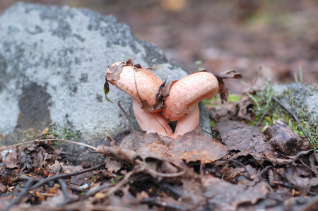 Two mushroom growing embrace on a background of gray stoneの写真素材