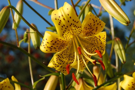 Yellow Lily on blue sky background.の写真素材