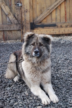 Caucasian shepherd guarding the yard of a private house sitting on a chainの写真素材
