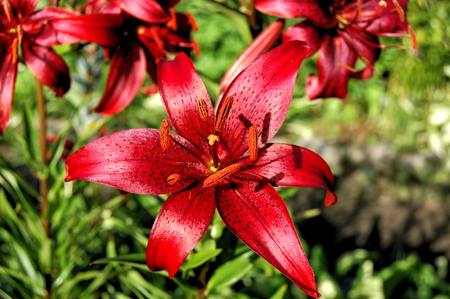 Bright red Lily on a background of green grassの写真素材