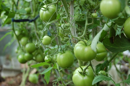 A rich harvest. A Lot Of Tomatoes. Healthy nutrition. Bunches of green tomatoes grow in the garden in the greenhouseの写真素材
