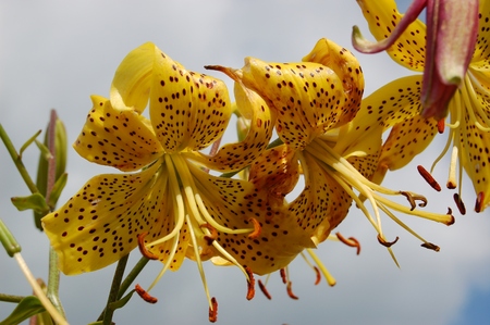 Golden-yellow garden lily on a background of Grey skyの写真素材
