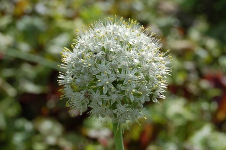Allium stipitatum, Blooming hand Luke stalked Allium stipitatum with seedsの写真素材