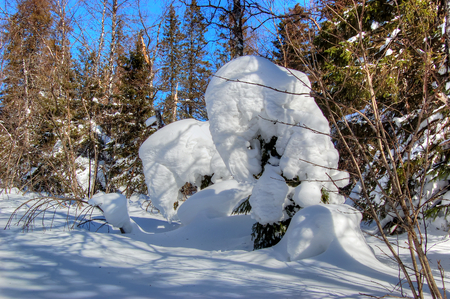Guardians of the forest. Snow figures created by nature. Natural Park Taganay, South Urals, Russia.の写真素材