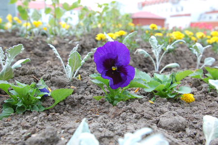 Flowers violas, pansies, violet planted in a flowerbed near the business center, the street of Gagarin .The Town Of Khanty-Mansiyskのeditorial素材