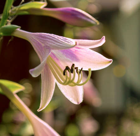 Hosta Flower Bloomingの写真素材