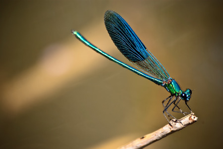 blue dragonfly