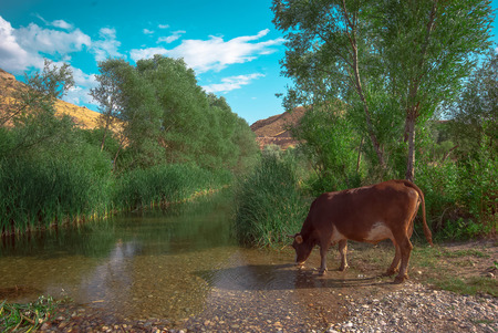 cow drinksの写真素材