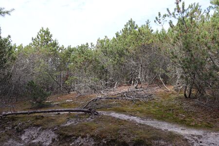 Curonian spitの写真素材