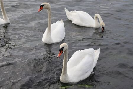 wild swansの写真素材