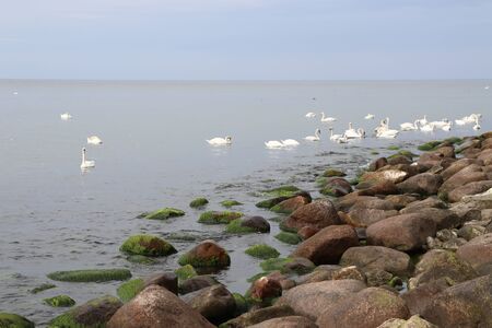 Stony beach. Donskojeの写真素材