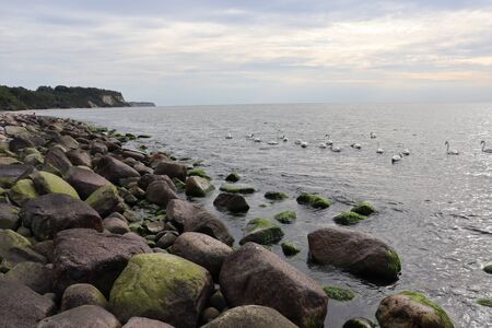 wild swansの写真素材