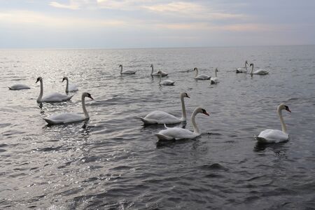 Wild swansの写真素材