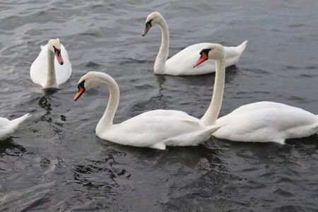 wild swansの写真素材