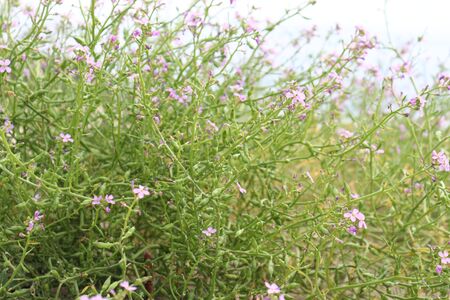 flowers bloomingの写真素材