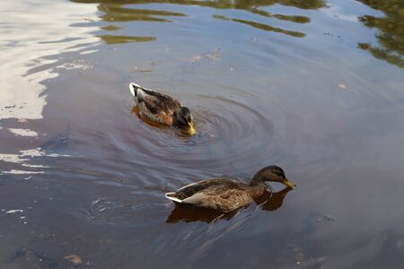 wild duckの写真素材