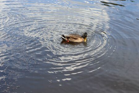 wild duckの写真素材