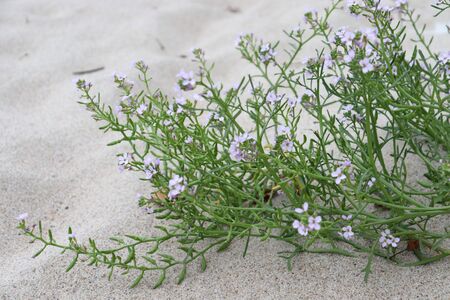 flowers bloomingの写真素材